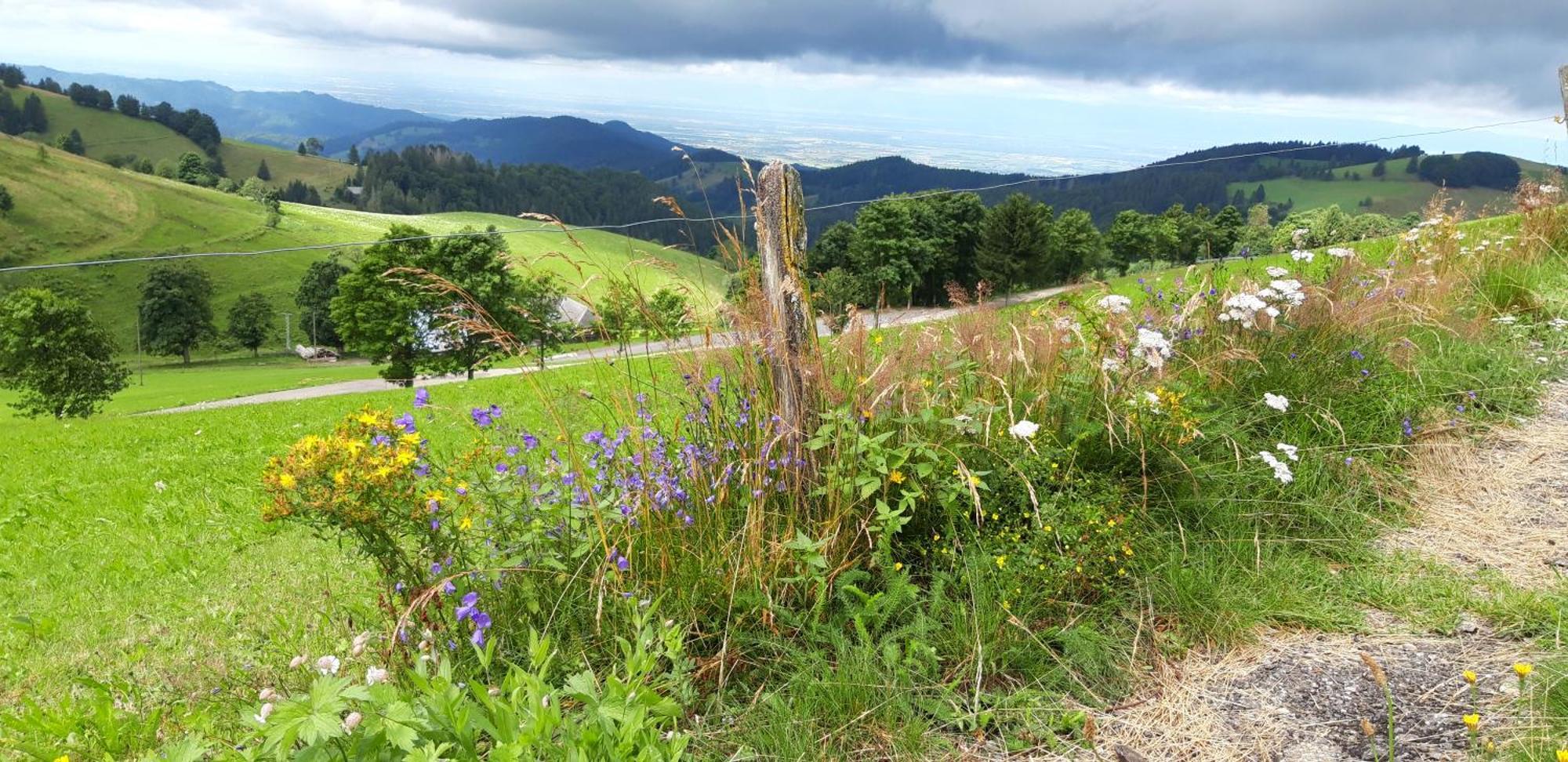 View House, Schauinsland, Black Forest ミュンスタータール エクステリア 写真