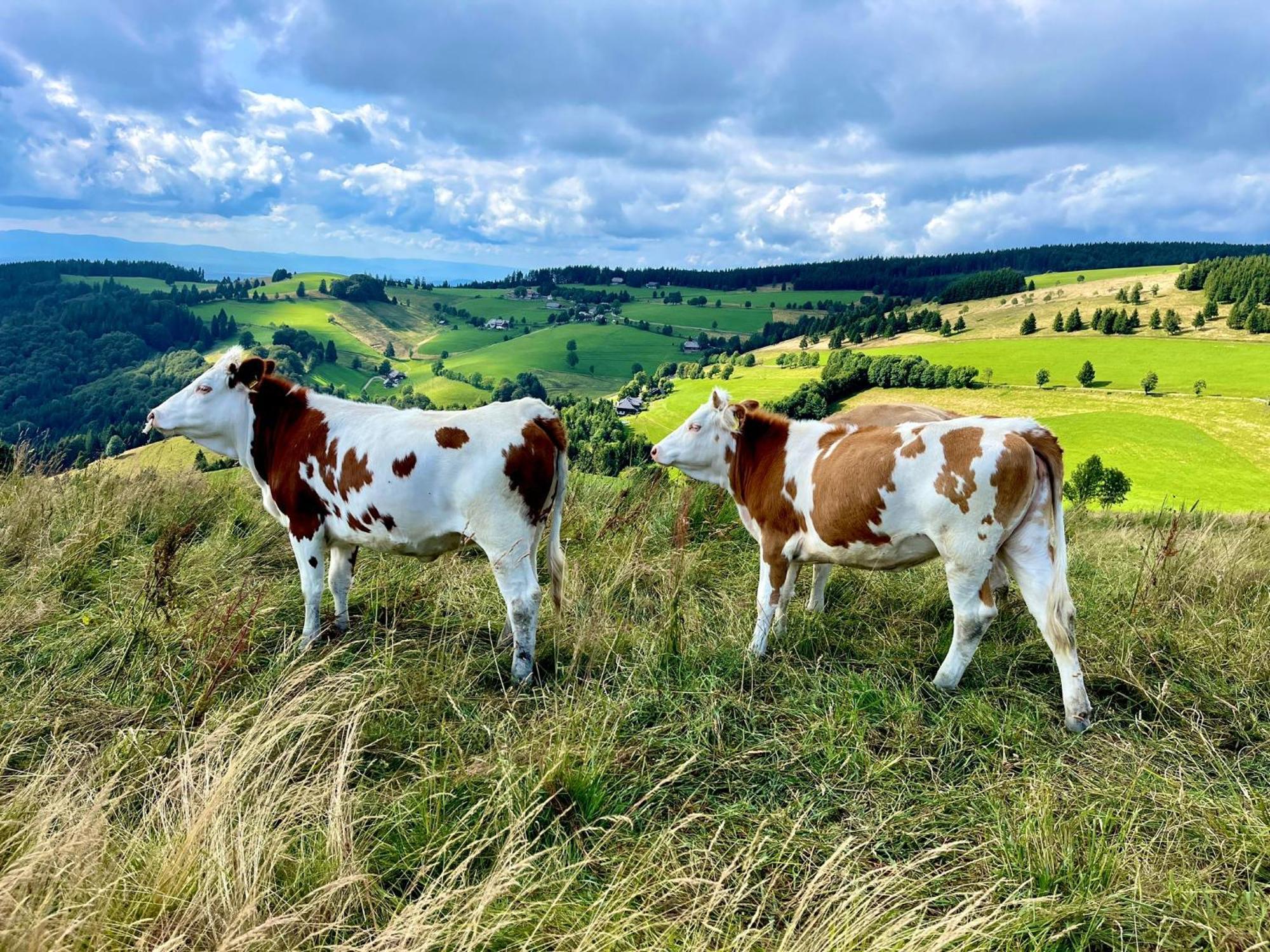 View House, Schauinsland, Black Forest ミュンスタータール エクステリア 写真