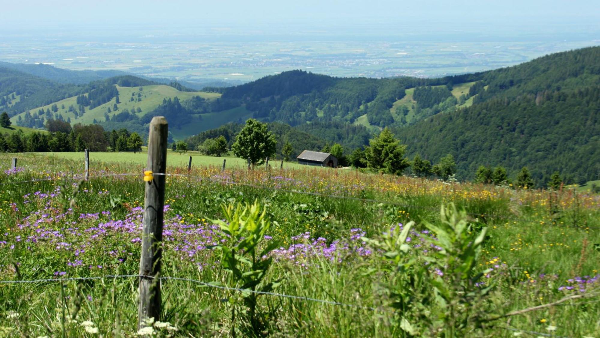 View House, Schauinsland, Black Forest ミュンスタータール エクステリア 写真